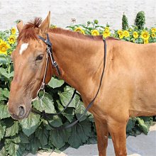 馬籠頭韁繩純牛皮牽馬繩韁繩馬具拴馬套馬裝備新款龍套金屬扣大氣 歷史價格詳細信息