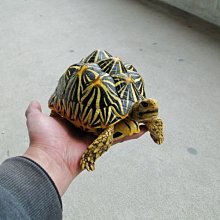 (MOLD-B80)高仿真白化大鱷龜模型爬蟲模型合成樹脂動物 歷史價格詳細信息