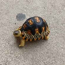 (MOLD-B80)高仿真白化大鱷龜模型爬蟲模型合成樹脂動物 歷史價格詳細信息