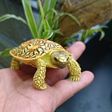 (MOLD-B80)高仿真白化大鱷龜模型爬蟲模型合成樹脂動物 歷史價格詳細信息