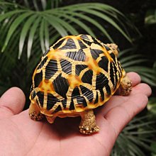 (MOLD-B80)高仿真白化大鱷龜模型爬蟲模型合成樹脂動物 歷史價格詳細信息