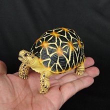 (MOLD-B80)高仿真白化大鱷龜模型爬蟲模型合成樹脂動物 歷史價格詳細信息
