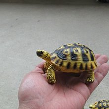 (MOLD-B80)高仿真白化大鱷龜模型爬蟲模型合成樹脂動物 歷史價格詳細信息