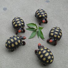 (MOLD-B80)高仿真白化大鱷龜模型爬蟲模型合成樹脂動物 歷史價格詳細信息