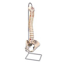 頸椎帶頸動脈模型 後枕骨 椎間盤 神經教學模型 骨骼模型 人體頸椎模型 醫學教學教具模型ARFA 歷史價格詳細信息