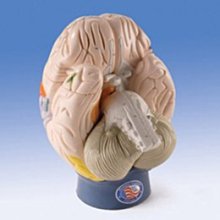 原裝 進口神視SUNX光纖放大器光電傳感器 SU-79 現貨SU-7【開票聯繫客服】 歷史價格詳細信息