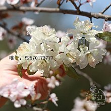 古風U型髮簪 髮釵步搖高級感 盤髮簪子釵子旗袍髮飾女 原創手作 歷史價格詳細信息