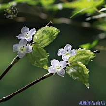 檸檬飾品小屋✨新品熱銷✨ 新娘髮飾 新娘頭飾 新娘髮箍 中式新娘鳳冠 古風發箍  新中式頭飾新娘紅秀禾頭飾古著頭飾結婚喜慶中式婚嫁龍 歷史價格詳細信息