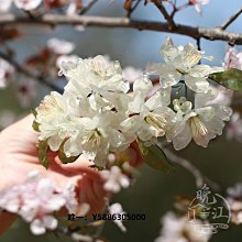 綠色 熱縮管絕緣環保加厚熱收縮套管數據線修復1/2/3/4/5/6/8/10~80mm 200米 歷史價格詳細信息