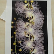 ☆噴墨王☆ 防水PP材質珍珠亮面噴墨貼紙A4x10張 特價135元適合冷凍及高檔產品貼 歷史價格詳細信息