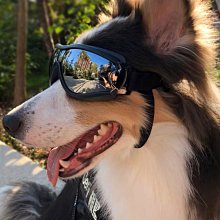 狗狗太陽鏡寵物拍照眼鏡可愛英短貓咪墨鏡裝扮搞怪幼犬貓萌寵飾品 歷史價格詳細信息