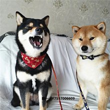 遛狗繩柴犬專用狗狗胸背帶牽引繩中小型犬脖圈背心式遛狗繩寵物項圈 免運 歷史價格詳細信息