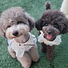 牽引繩BB胸背加拿大進口高端寵物真皮胸背支持專屬定制BUDDY BELTS牽引帶 歷史價格詳細信息