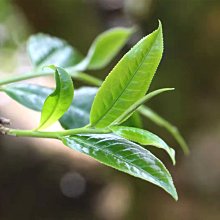 一品茶莊  大紅袍濃香型巖茶肉桂烏龍茶共500g高山茶葉 養生茶 水果茶 送人禮品 歷史價格詳細信息