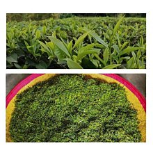 茶葉炒鍋 電炒鍋 電炒茶鍋手工茶油小型家用手動烘乾殺青機扁茶葉 歷史價格詳細信息