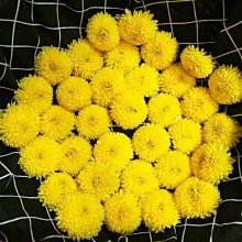 【熱賣下殺價】黃金芽茶葉2023新茶明前手工嫩芽綠茶白茶250g濃香型包郵 歷史價格詳細信息