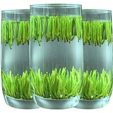 【熱賣下殺價】雀舌綠茶新茶貴州茶葉湄潭翠芽明前毛尖嫩芽茶片碎茶500g散裝 歷史價格詳細信息