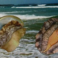 【魚翅鮑魚系列】金鶴鼎上湯(頂上湯)/1.5公升/包~適合搭配做各種煲湯羹類料理的湯底~味道濃郁香醇~ 歷史價格詳細信息