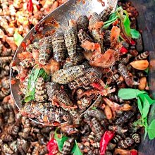 台灣貝類圖鑑 貓頭鷹出版社  9867415582  臺灣貝類圖鑑 賴景陽 歷史價格詳細信息