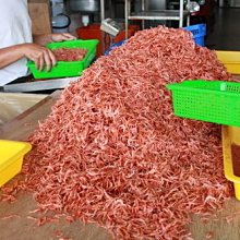 東港順記 野生 大紅蟳 5~6兩 鮮甜的蟳肉  飽滿濃醇的蟹黃蟹膏卵黃  月子首選  年節送禮 歷史價格詳細信息