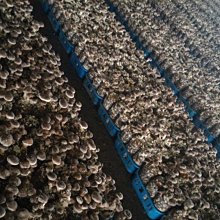 (讓您把太短變輕鬆延長!)SMA轉MMCX線材_彎頭公頭_鍍銀天線_鍍銀饋線_連接_轉接_延長_內針公款_長度10CM 歷史價格詳細信息