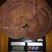 靈芝笙肌駐顏龍血膏 歷史價格詳細信息