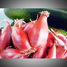 【吉屋GEO All】雲林縣無花果兩斤x1箱(約12~28顆/箱_生命之果_冷藏) 歷史價格詳細信息