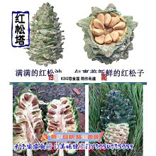 新鲜日期~新良日式吐司高筋麵粉烘焙專用麵包粉家用土司小麥粉麵包粉1000g 歷史價格詳細信息