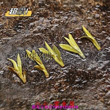 新鮮日期~綠蘿茶花雪麗花500g散裝正品綠籮茶花綠羅茶花可配桑葉荷葉苦瓜 休閒零食 美味零食 南北特產 歷史價格詳細信息