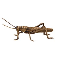 現貨 筆架12針塑料毛筆架 可拆卸學生培訓班塑鋼仿雞翅木龍頭毛筆掛可開發票 歷史價格詳細信息