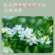 梔子花車載香薰汽車香水車用高級香氛持久留香車內除異味新款 歷史價格詳細信息