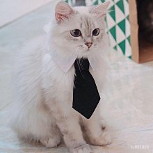 【優選好物】貓爪寵物骨灰罐狗爪印小貓小狗骨灰盒防潮密封寵物殉葬用品骨灰壇    集 歷史價格詳細信息