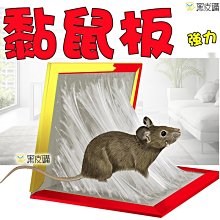 蒼蠅貼 [胎王] 透明款蒼蠅貼 黏蒼蠅 露營黏蒼蠅 滅蠅紙 捕蠅器 強力粘蠅膠 歷史價格詳細信息