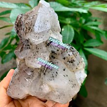 天堂花園 山茶花無齡緊緻組 歷史價格詳細信息