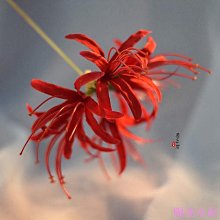 百草千方 漢式爽身粉 無滑石粉 (150g/袋)嬰兒痱子粉 嬰兒爽身粉 漢方爽身粉 無石灰成分 漢方痱子粉 歷史價格詳細信息