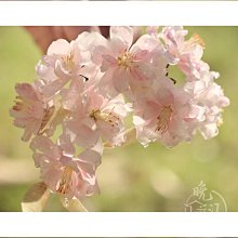 古風U型髮簪 髮釵步搖高級感 盤髮簪子釵子旗袍髮飾女 原創手作 歷史價格詳細信息
