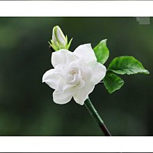 【好康】髮簪女純銀鍍金復古風簪子髮釵非遺手工花絲結婚禮物秀禾旗袍配飾 歷史價格詳細信息