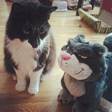 迪士尼｜魯斯佛摺疊購物袋 魯斯佛 壞貓咪 購物袋 手提袋 環保袋 肩背包 CA914 文具旗艦店 歷史價格詳細信息