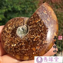 【本善SHAN】療肺草枇杷養潤菓X6包(療肺草) 歷史價格詳細信息