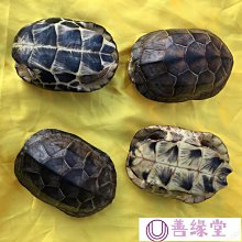 烏龜工蜂 滿F家庭擺放 汽車擺放裝飾品 帕庫伴帕庫奔龍婆伴龍 -2915 歷史價格詳細信息