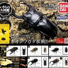 BANDAI 變形蛋 蛋黃哥培根毯子 特價 BD08686 歷史價格詳細信息