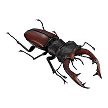 現貨 日版 甲蟲王者 甲虫王者ムシキング 甲蟲卡 20周年 20週年紀念本 附 赫克力士大兜蟲 青藍 遊戲卡 歷史價格詳細信息