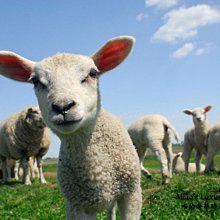 【加購商品】送禮質感提袋┃環保袋┃購物袋┃紙袋 歷史價格詳細信息