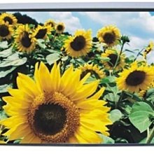 REDLEAF 手拉150吋(4:3)壁掛150吋(4:3)AFS-150W 價格比較,價格查詢,歷史價格詳細信息