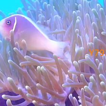 TOOKE 316不銹鋼潛水叮叮棒30cm水下探棒帶刻度敲瓶器自響配手繩 價格比較,價格查詢,歷史價格詳細信息