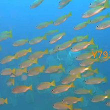 TOOKE 潛水扎帶 彩色尼龍扎帶 調節器 二級頭咬嘴適用 扎線帶多色 歷史價格詳細信息