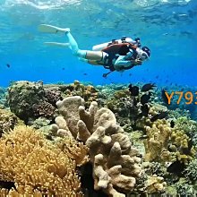 2MM潛水服男兩件式溼衣浮潛服帆船衝浪服防寒保暖短袖短褲遊泳衣女 歷史價格詳細信息