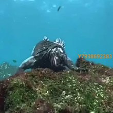 TOOKE 呼吸調節器 二級頭咬嘴保護套 防塵蓋 潛水 備用固定快卸扣 歷史價格詳細信息