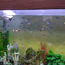 3年保固母親節好禮物Arlink 不沾鍋氣炸鍋旋風烤箱炸薯條雞塊烤爐勝飛利浦 Philips烤麵包機EC-103超耐用 歷史價格詳細信息