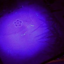 5mmLED燈珠藍發藍光(100顆)．2腳F5藍色藍燈發光二極體插件直插發光二極管 歷史價格詳細信息